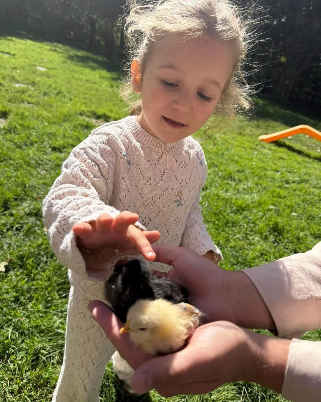 Rencontre douce avec un poussin dans le jardin de la crèche Schnick Schnack