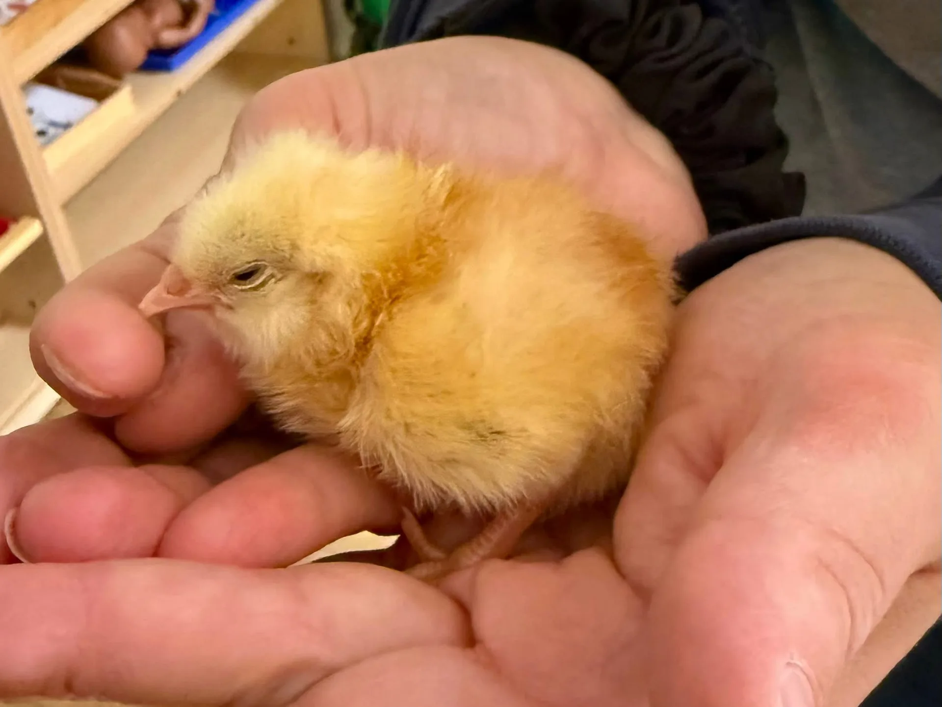 Poussin jaune tenu délicatement, projet d'élevage éducatif à la crèche Schnick Schnack