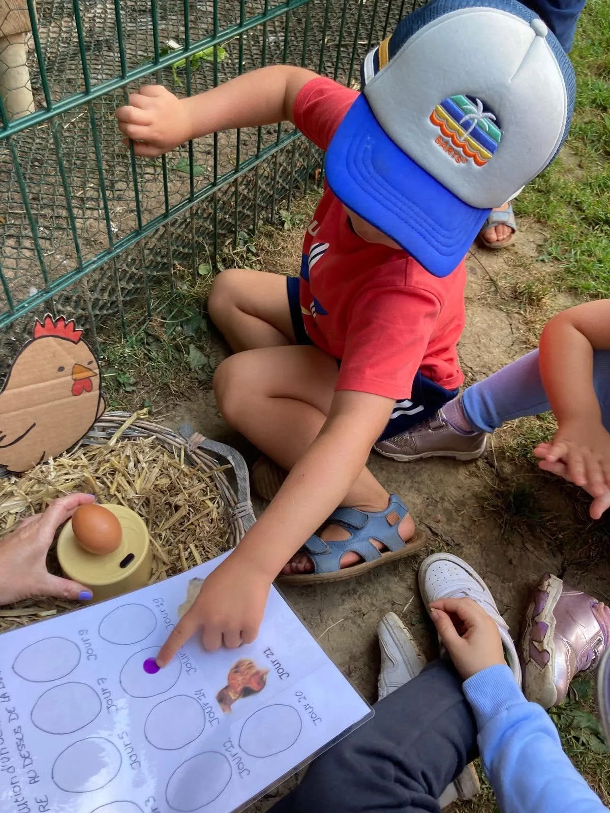 Suivi du calendrier d'incubation des œufs près du poulailler, projet nature à la crèche