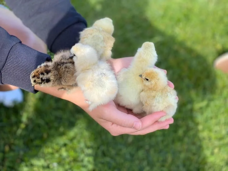 Trois poussins duveteux posés dans les mains d'un enfant à la crèche Kockelscheuer
