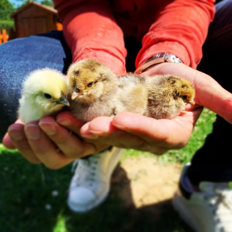 Découverte de plusieurs poussins tenus dans les mains à la crèche Kockelscheuer
