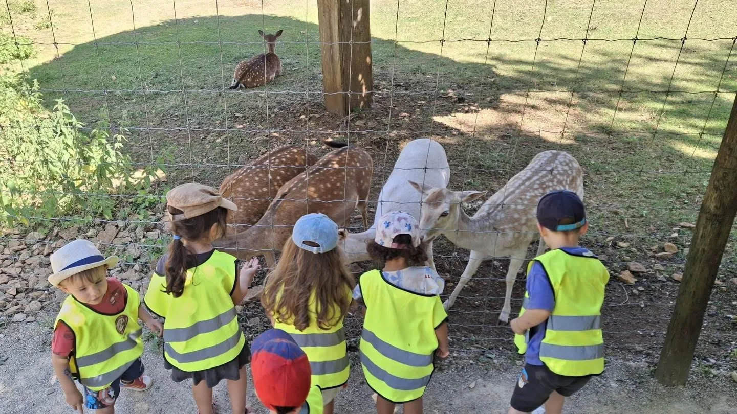 Observation des daims au parc animalier lors d'une sortie de la crèche Kockelscheuer