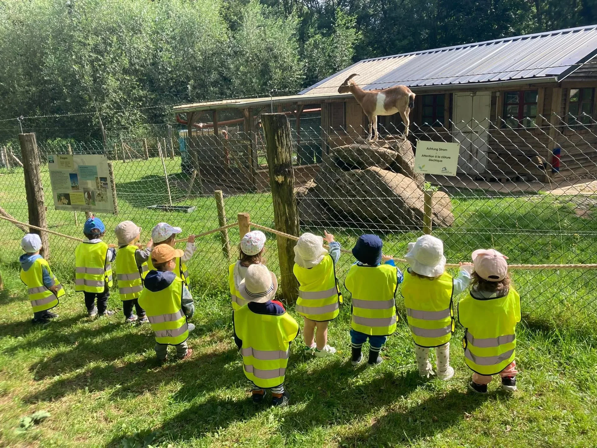 Rencontre avec une chèvre à la ferme pédagogique, sortie de la crèche Kockelscheuer