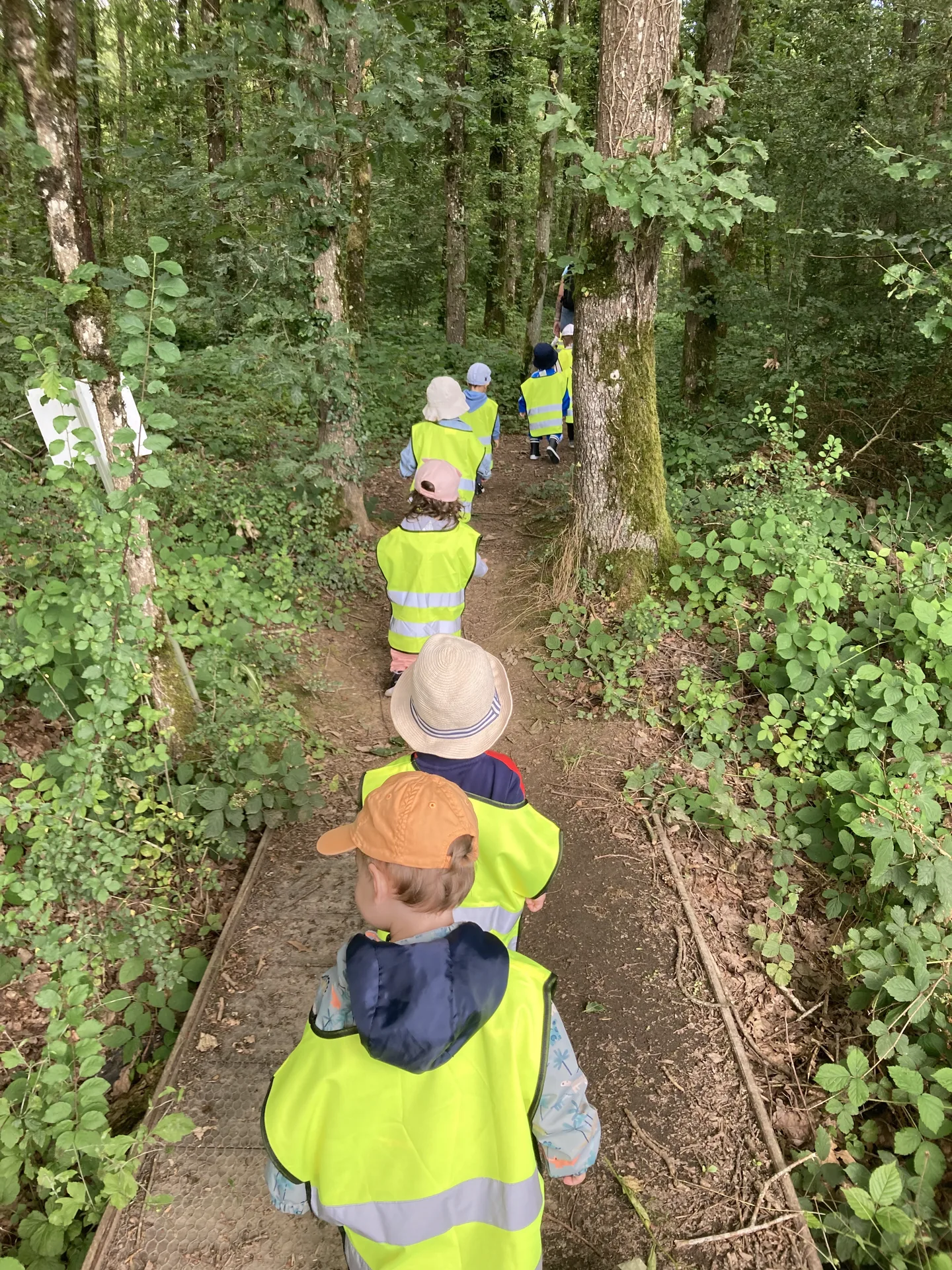 Balade en forêt sur passerelle en bois, sortie nature à Kockelscheuer