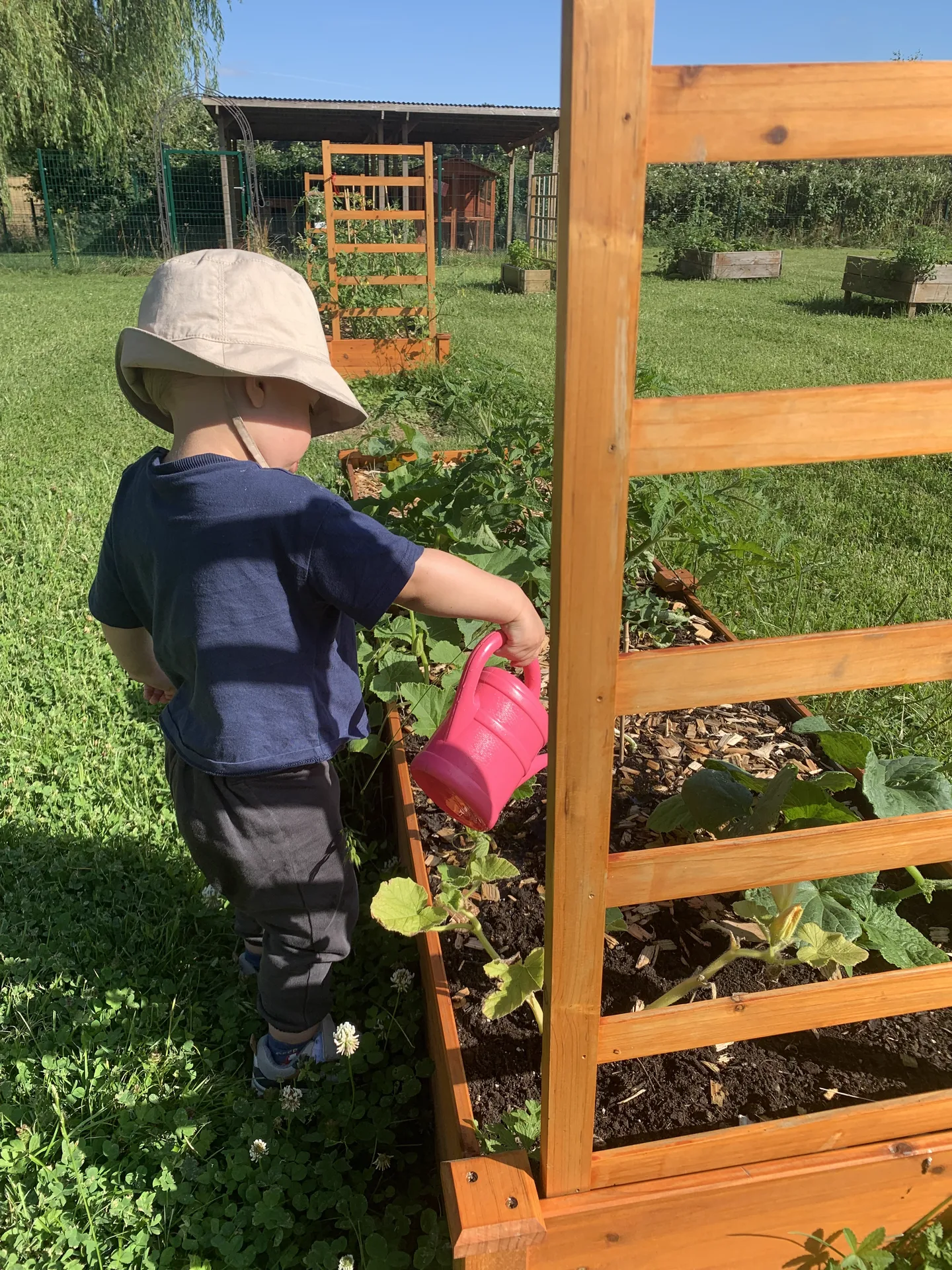 Petit jardinier avec chapeau qui arrose les courgettes du potager en carré à Kockelscheuer