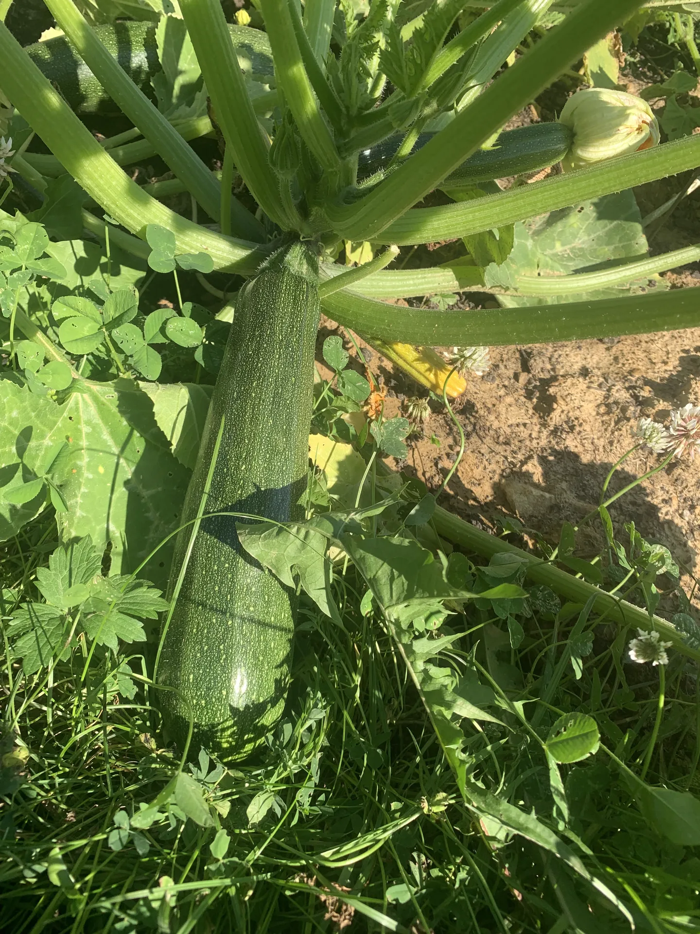 Grosse courgette du potager de la crèche nature de Kockelscheuer prête à être récoltée