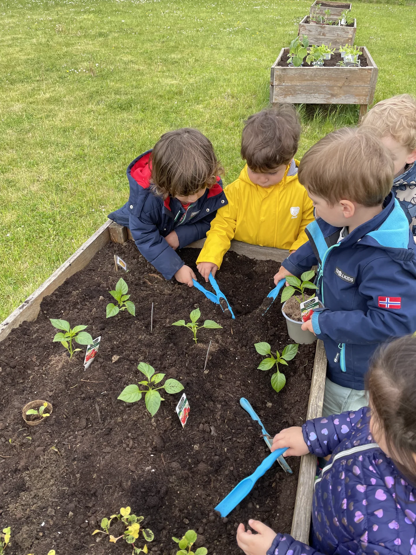 Groupe d'enfants qui plante des pousses de piments et tomates dans un potager surélevé