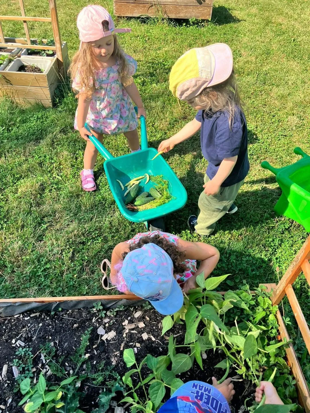Trois enfants récoltent haricots et courgettes avec une brouette dans le potager de Kockelscheuer