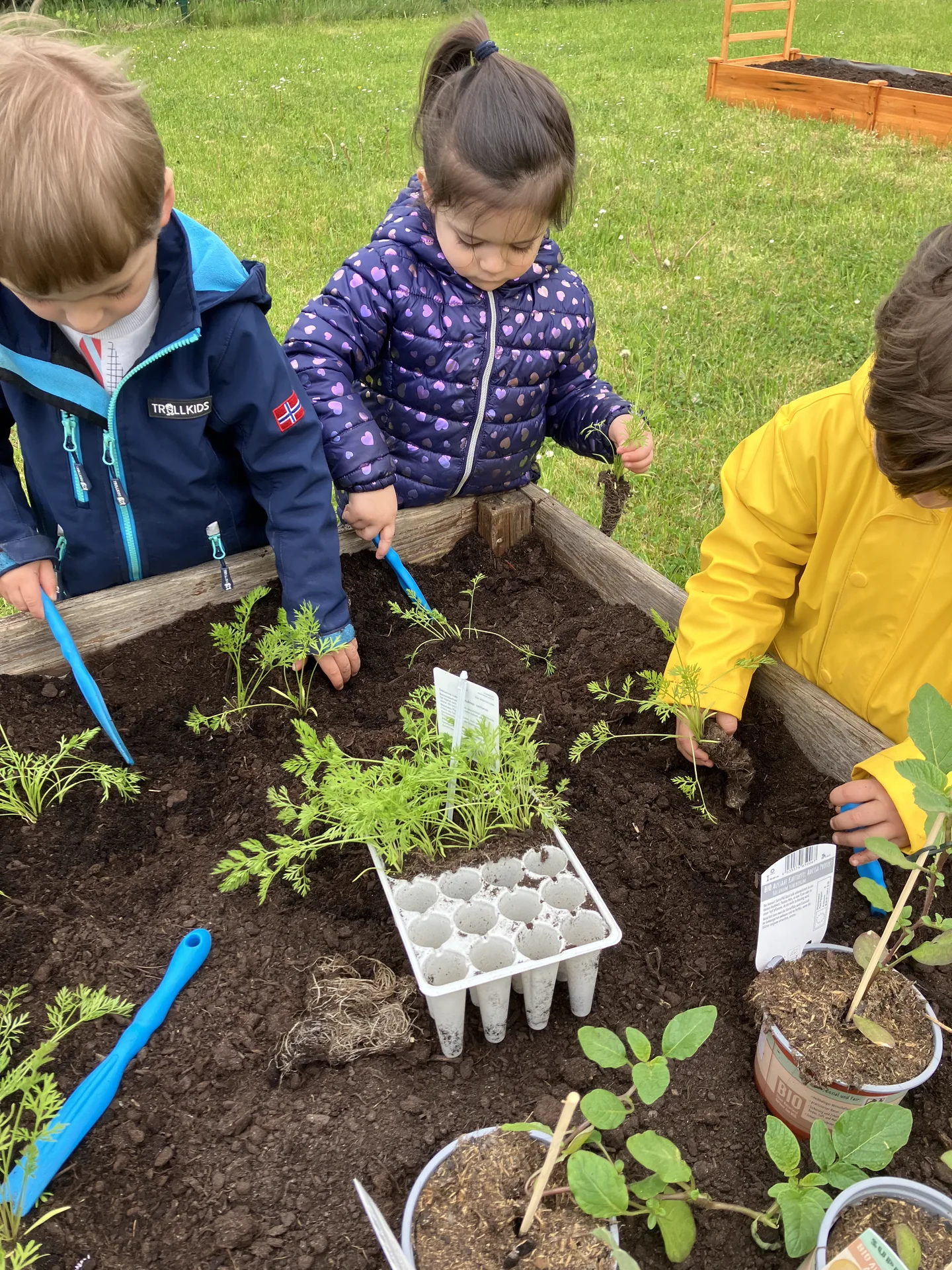 Trois enfants en manteaux plantent des plants de carottes et de patates dans le potager de Kockelscheuer