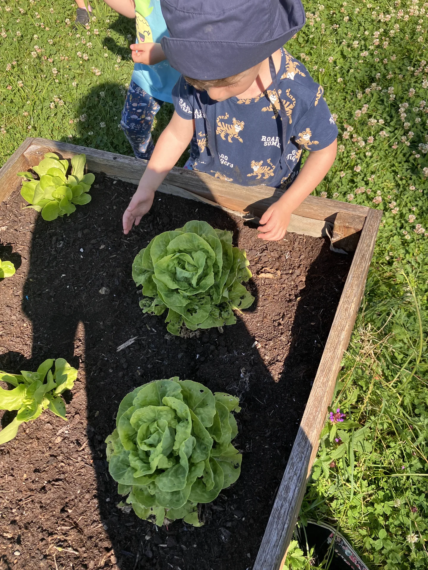 Enfant qui observe de belles salades bien vertes récoltées dans le bac potager surélevé