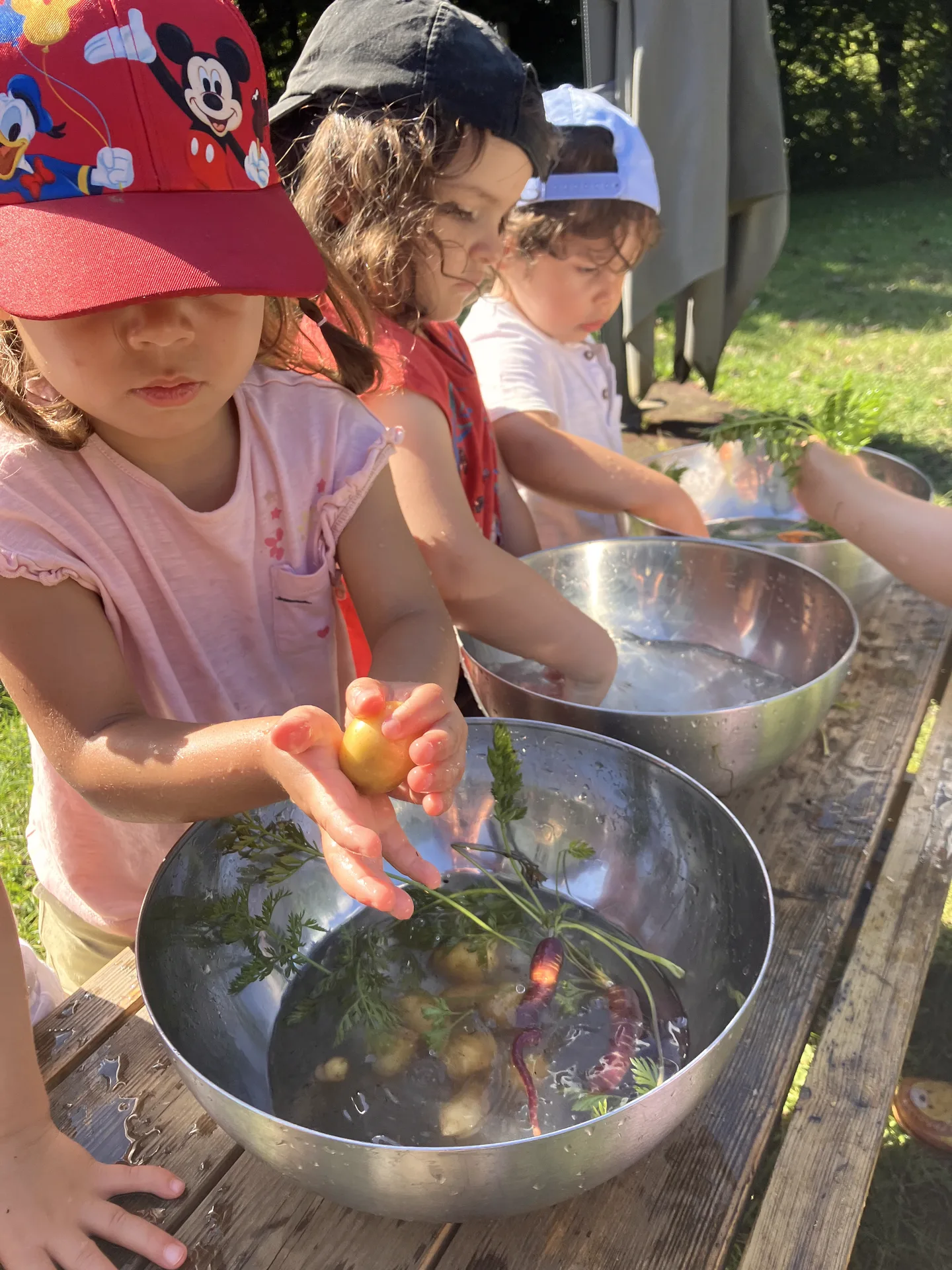 Enfants qui lavent les carottes et pommes de terre fraîchement récoltées dans de grandes bassines en inox