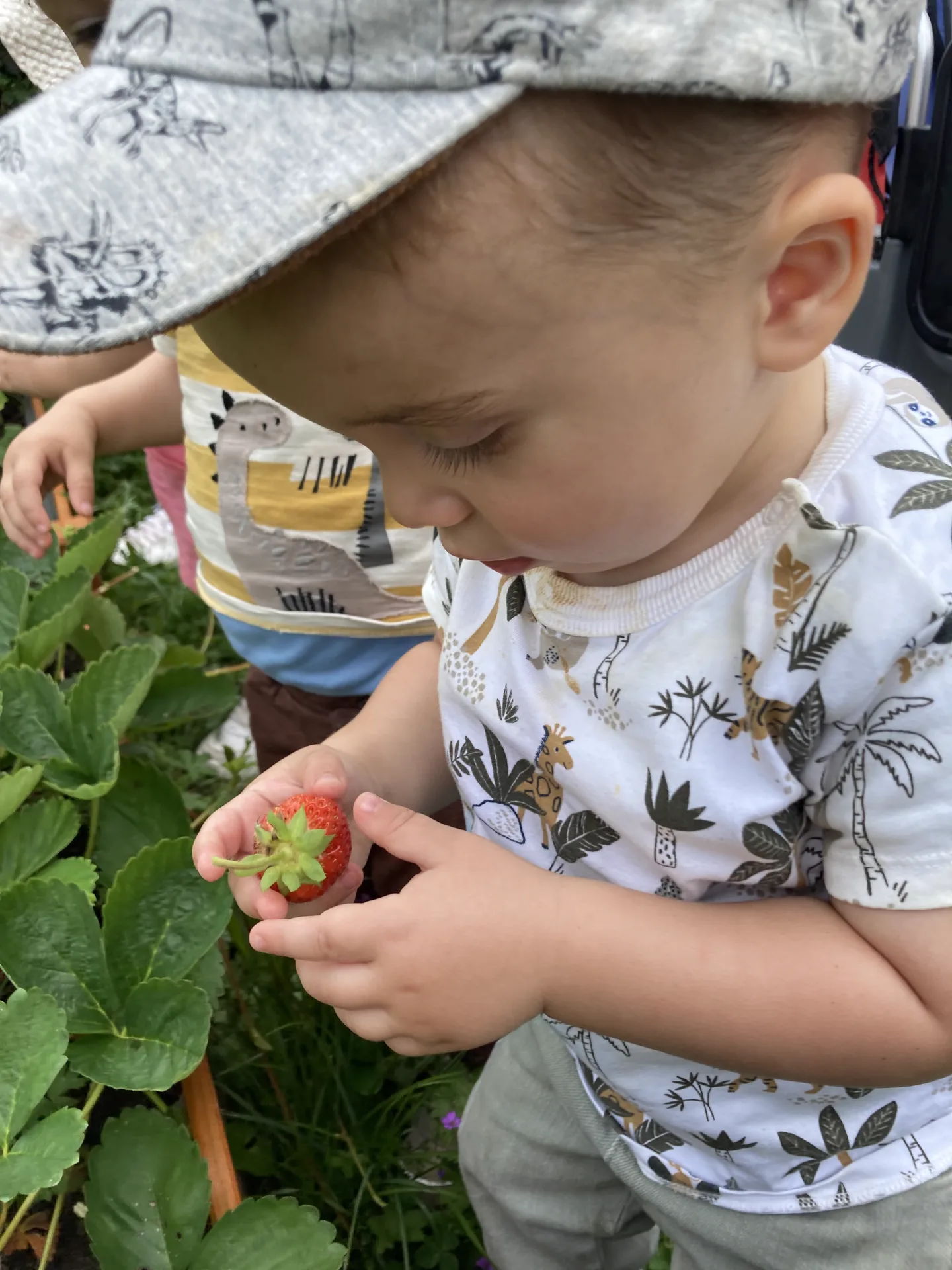 Petit enfant qui tient délicatement une fraise cueillie dans le potager de la crèche Kockelscheuer