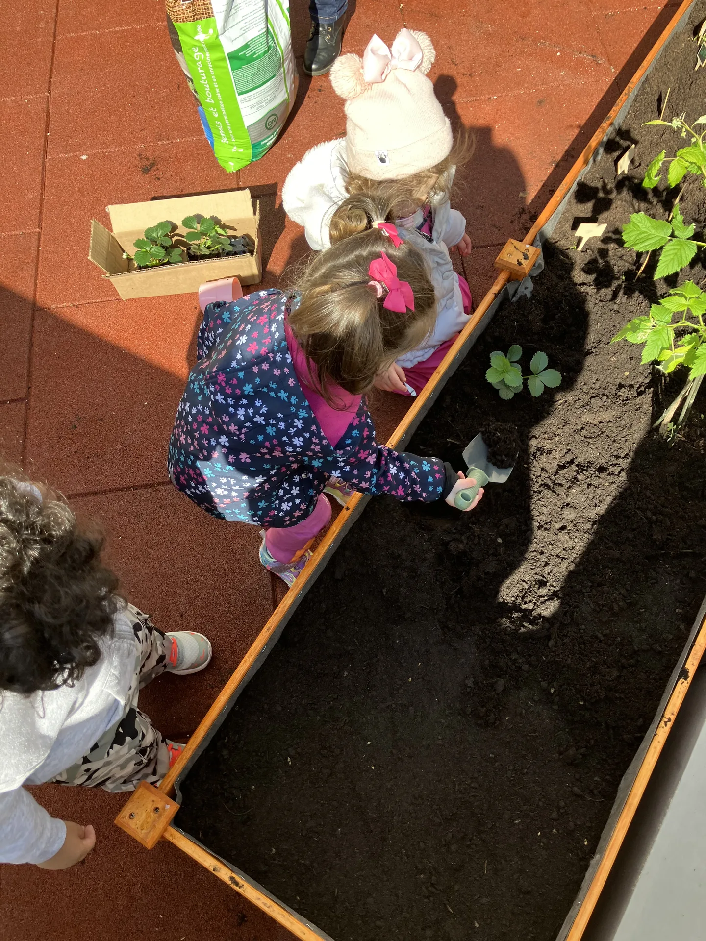 Enfants qui plantent des fraisiers ensemble dans le bac potager de la crèche