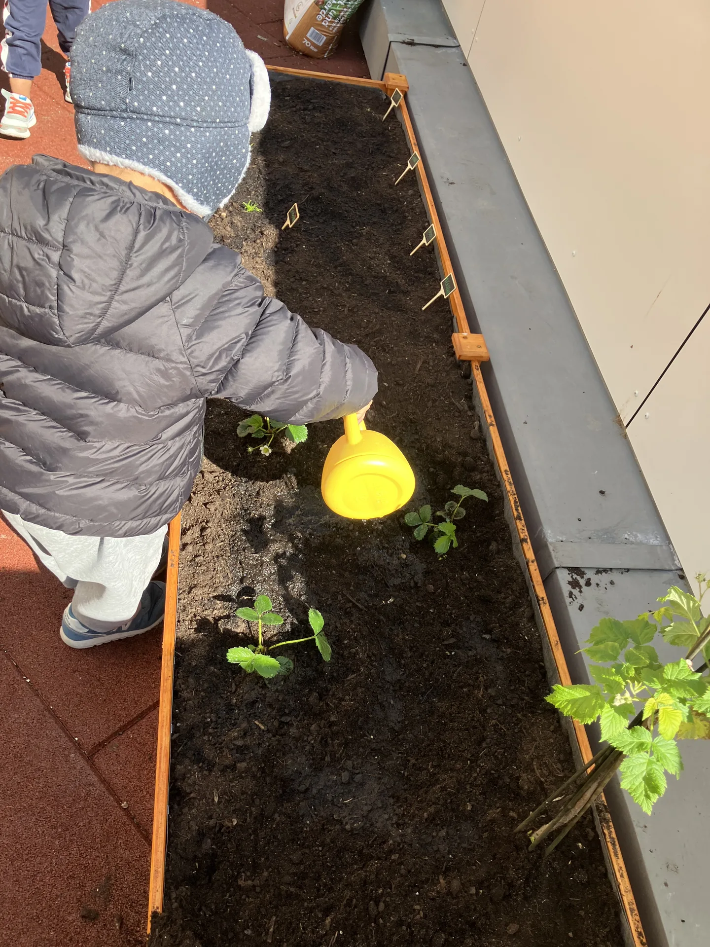 Arrosage des jeunes fraisiers avec un arrosoir jaune au potager de la crèche