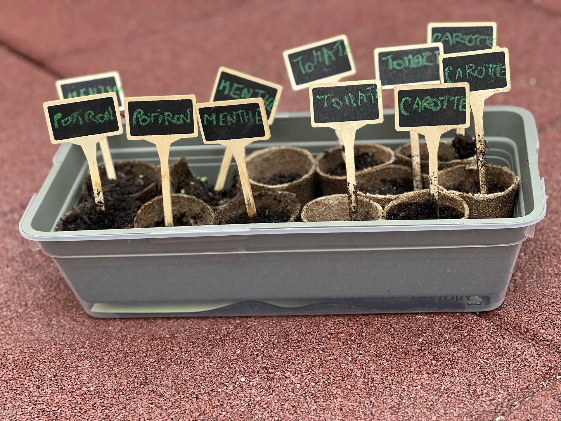 Godets de semis étiquetés potiron, menthe, tomate et carotte au potager de la crèche